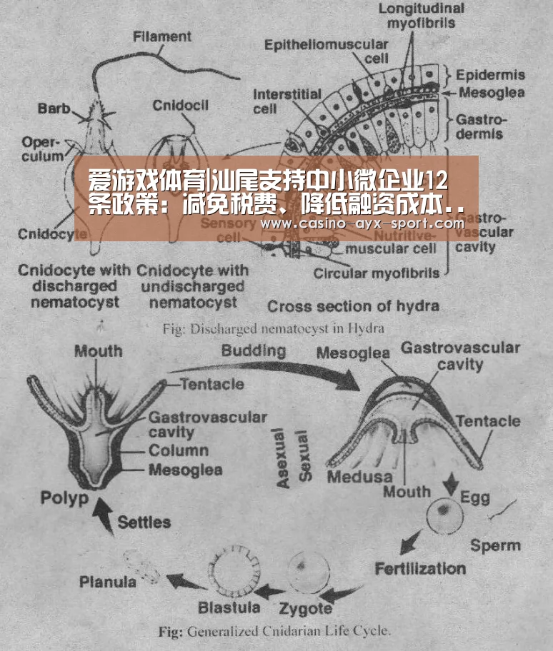 爱游戏首页
